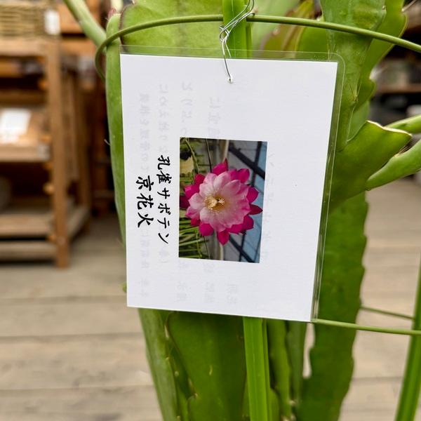 観葉植物：クジャクサボテン 月下美人*5号 品種選べます : 遊恵盆栽