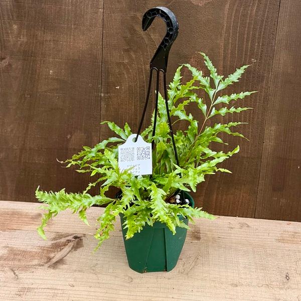 シダ植物 観葉植物：ドリナリア リギデュラ ホワイティ*5号 吊り鉢