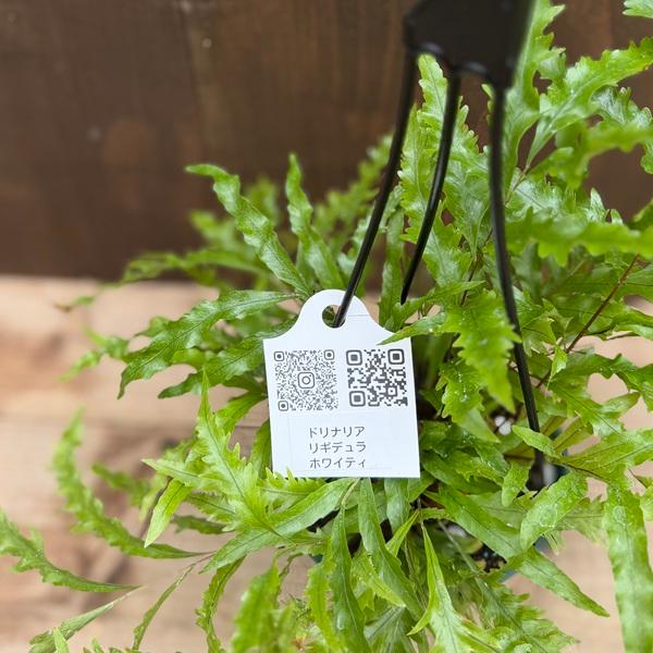 シダ植物 観葉植物：ドリナリア リギデュラ ホワイティ*5号 吊り鉢