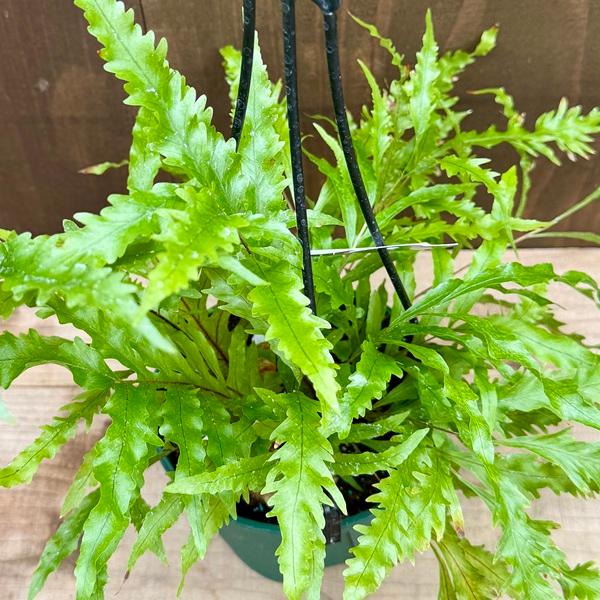 シダ植物 観葉植物：ドリナリア リギデュラ ホワイティ*5号 吊り鉢