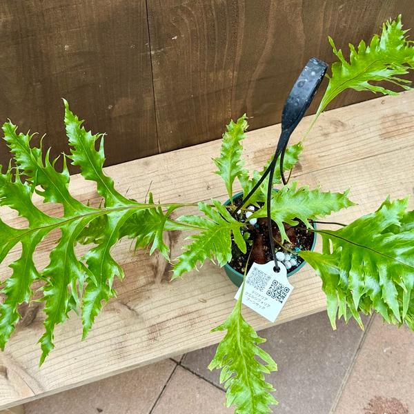 シダ植物 観葉植物：ドリナリア クエルシフォリア プーンサック*5号