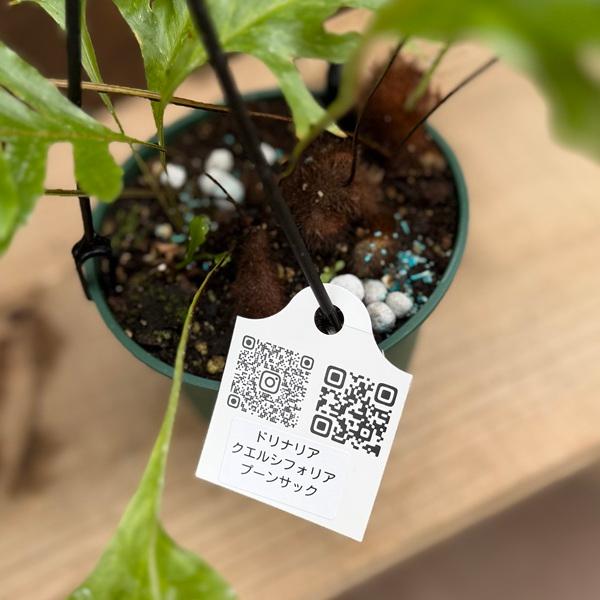 シダ植物 観葉植物：ドリナリア クエルシフォリア プーンサック*5号