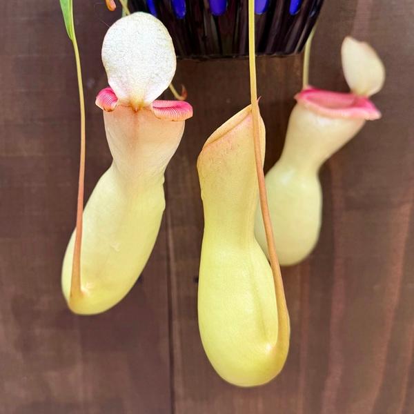 希少品種 観葉植物 食虫植物：ウツボカズラ ネペンテス ベントリコーサ