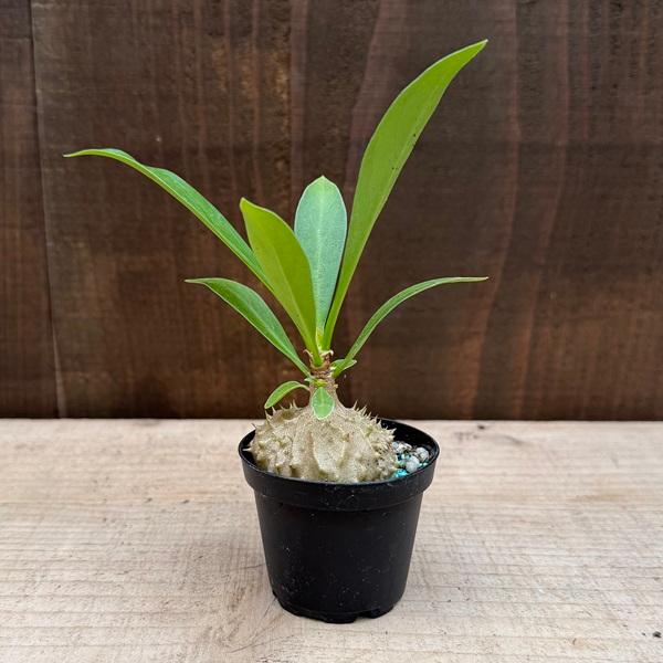 アリ植物 観葉植物：ミルメコディア ツベローサ*プラポット : 遊恵盆栽
