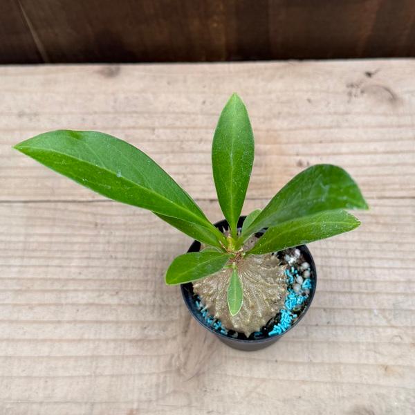 アリ植物 観葉植物：ミルメコディア ツベローサ*プラポット : 遊恵盆栽
