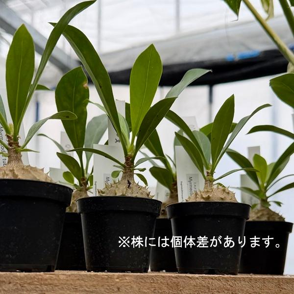 アリ植物 観葉植物：ミルメコディア ツベローサ*プラポット : 遊恵盆栽