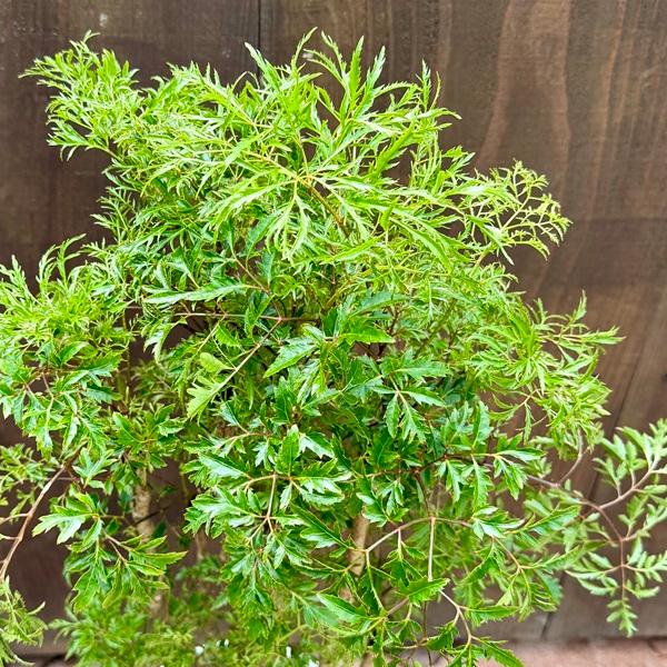 特大　超希少　ポリシャス　フルチコーサ　タイワンモミジ　7号 観葉植物：ポリシャス フルチコーサ*タイワンモミジ 7号セラアート鉢