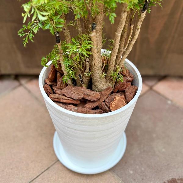 観葉植物：ポリシャス フルチコーサ*タイワンモミジ 7号セラアート鉢
