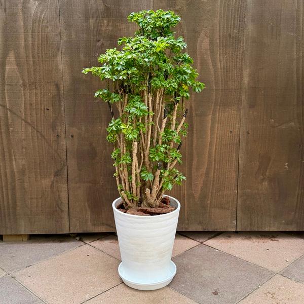観葉植物：ポリシャス ロベル*7号セラアート鉢 受皿付 バークチップ