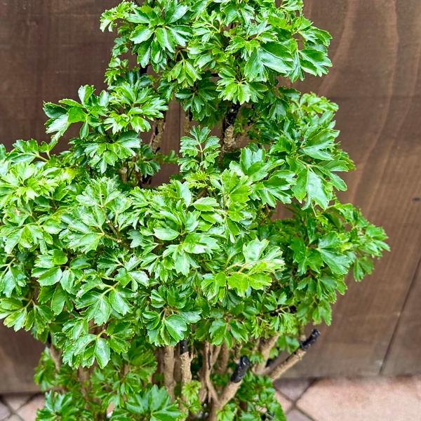 観葉植物：ポリシャス ロベル*7号セラアート鉢 受皿付 バークチップ