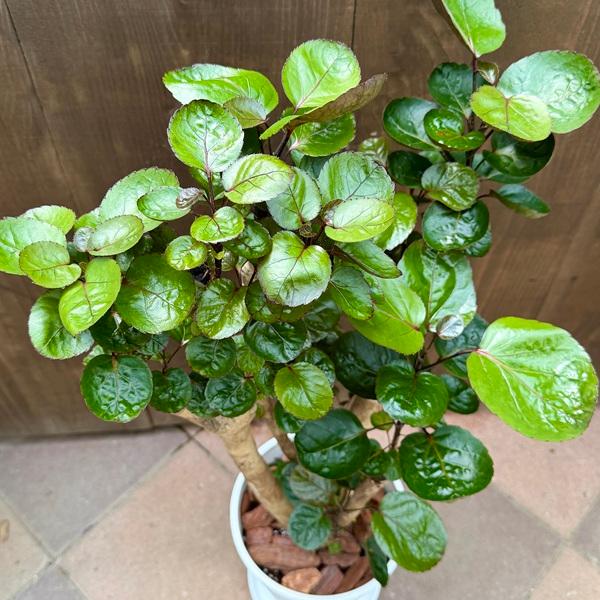 観葉植物：ポリシャス ファビアン*8号セラアート鉢 受皿付 バーク