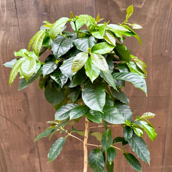 観葉植物：コーヒーの木 モカ*6.5号 : 遊恵盆栽 Yahoo!店 - 通販