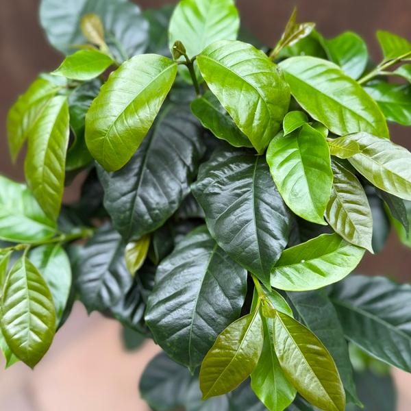 観葉植物：コーヒーの木 モカ*6.5号 : 遊恵盆栽 Yahoo!店 - 通販