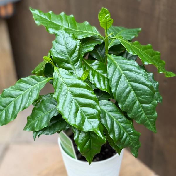 観葉植物：コーヒーの木*4号 : 遊恵盆栽 Yahoo!店 - 通販 - Yahoo