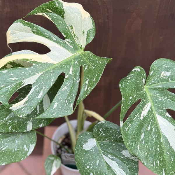 おしゃれ 観葉植物：モンステラ タイコンステレーション*5.5号 プラポット 斑入りモンステラ_1