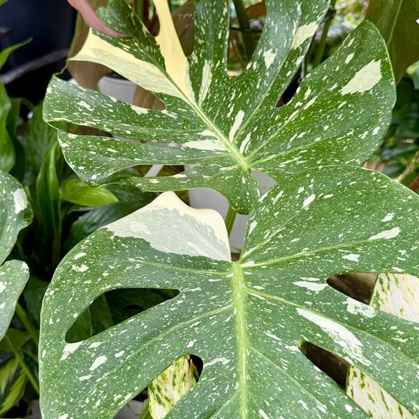 おしゃれ 観葉植物：モンステラ タイコンステレーション*5.5号 プラポット 斑入りモンステラ_2