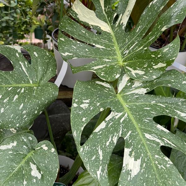 おしゃれ 観葉植物：モンステラ タイコンステレーション*5.5号 プラポット 斑入りモンステラ_3