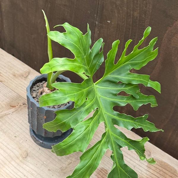観葉植物：フィロデンドロン セローム 鉢植え*受皿付 : 遊恵盆栽 Yahoo