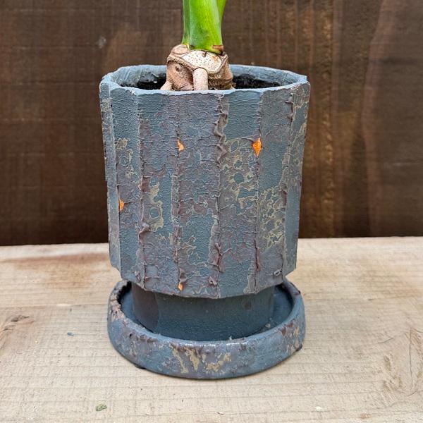 観葉植物：フィロデンドロン セローム 鉢植え*受皿付 : 遊恵盆栽 Yahoo
