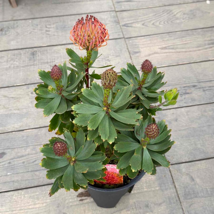 観葉植物 鉢花：リューコスペルマム カーニバルレッド*7号 リュウコ