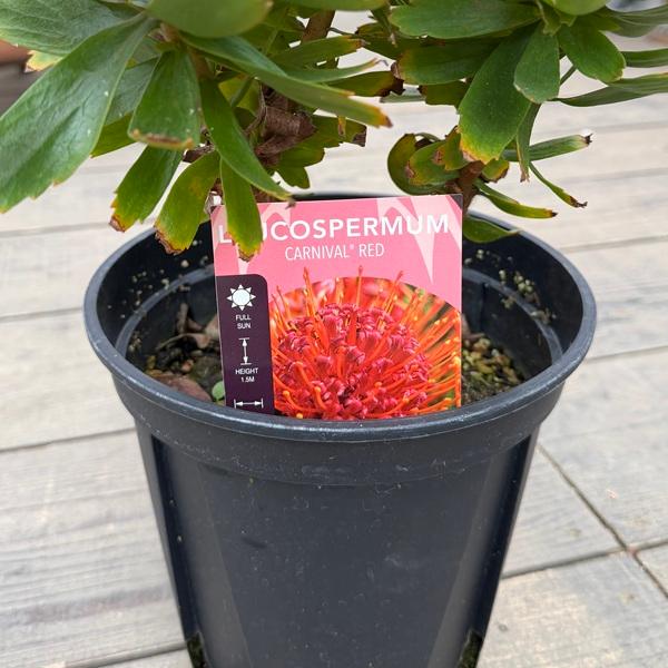 観葉植物 鉢花：リューコスペルマム カーニバルレッド*7号 リュウコ
