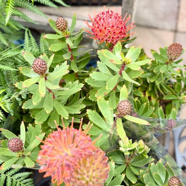 観葉植物 鉢花：リューコスペルマム カーニバルレッド*7号 リュウコ