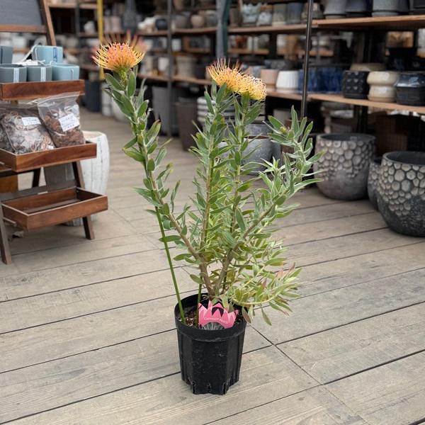 観葉植物 鉢花 選べる：リューコスペルマム 6号*フェニックス