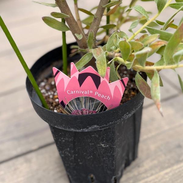 観葉植物 鉢花 選べる：リューコスペルマム 6号*フェニックス