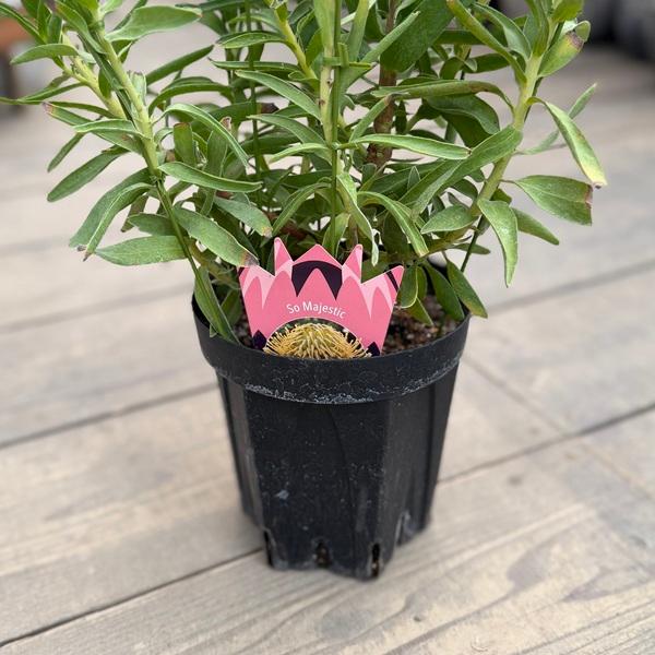 観葉植物 鉢花 選べる：リューコスペルマム 6号*フェニックス