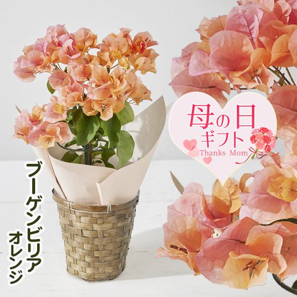 まだ間に合う母の日ギフト プレゼント：ブーゲンビレア　オレンジ*バスケット付　ブーゲンビリア（Yahoo!・遊恵盆栽　Yahoo!店）