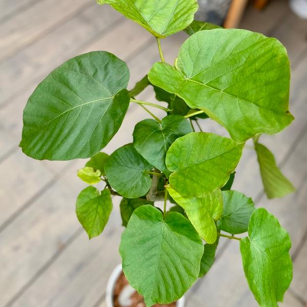観葉植物：フィカス ウンベラータ*プラポット ココヤシチップ飾り 大型ヤマト便_1