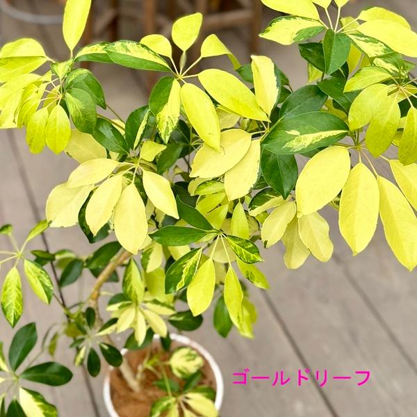 観葉植物 品種選べる：シェフレラ*6号 セラアート 受皿付 ゴールド