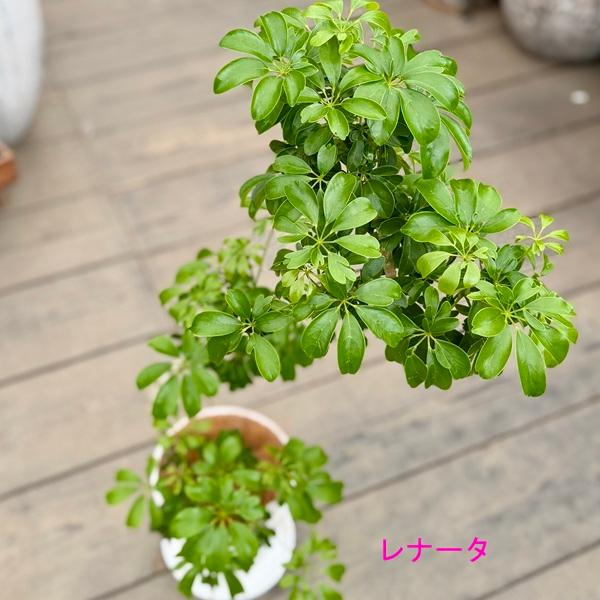 観葉植物 品種選べる：シェフレラ*6号 セラアート 受皿付 ゴールド