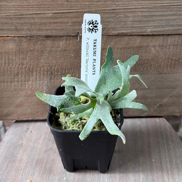 観葉植物：ウィリンキー バクテリア SP株*ビカクシダ コウモリラン p