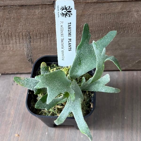 観葉植物：ウィリンキー バクテリア SP株*ビカクシダ コウモリラン p