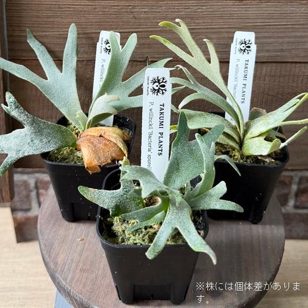 観葉植物：ウィリンキー バクテリア SP株*ビカクシダ コウモリラン p
