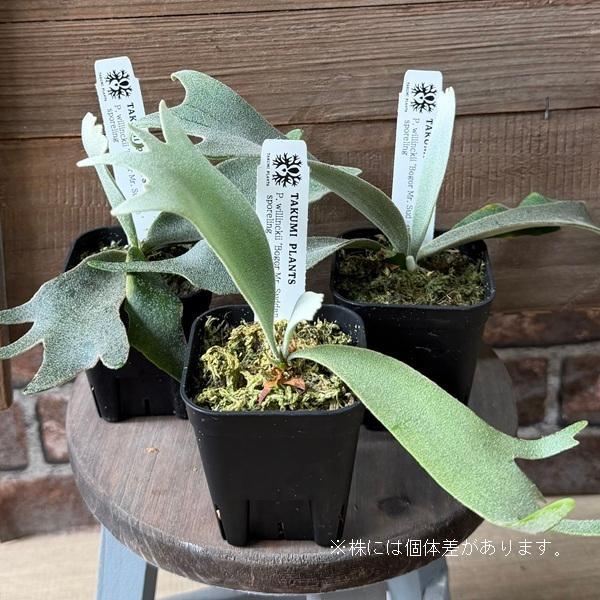 観葉植物：ウィリンキー ボゴール ミスタースーダン SP株*ビカクシダ