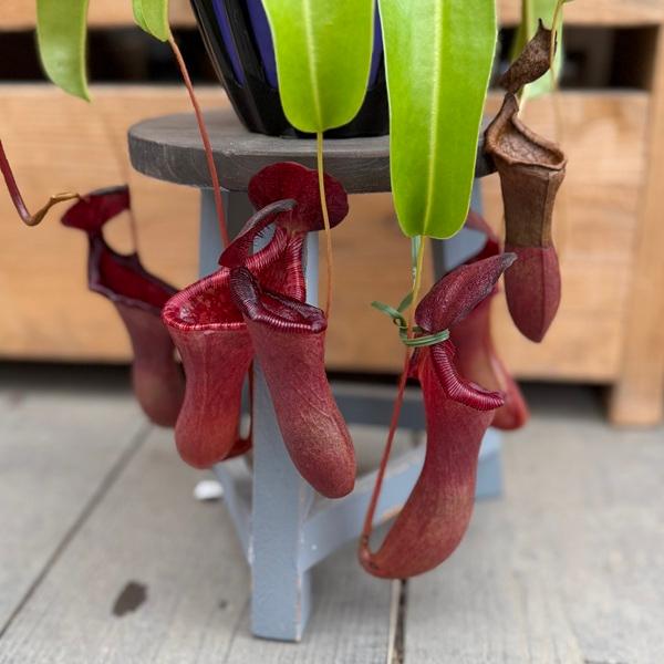 デ*リ様 ウツボカズラ　ネペンテス　N.ローウィ×ベントリコーサレッド　食虫植物 希少品種 観葉植物 食虫植物：ウツボカズラ ネペンテス ローウィー