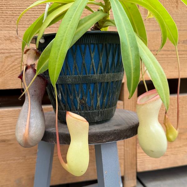 希少品種 観葉植物 食虫植物：ウツボカズラ ネペンテス ベントリコーサ