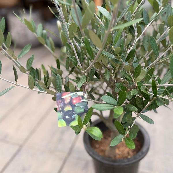 観葉植物 SOUJU（創樹）ブランド：オリーブの木*6号 ミッション : 遊恵