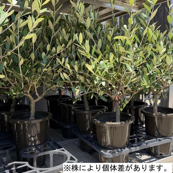 観葉植物 SOUJU（創樹）ブランド：オリーブの木*6号 ミッション : 遊恵