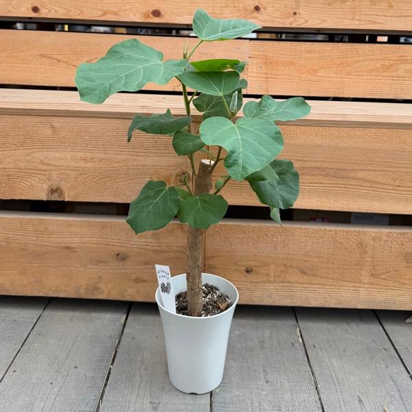 観葉植物：フィカス エベレスト*6号 プラポット : 遊恵盆栽 Yahoo!店