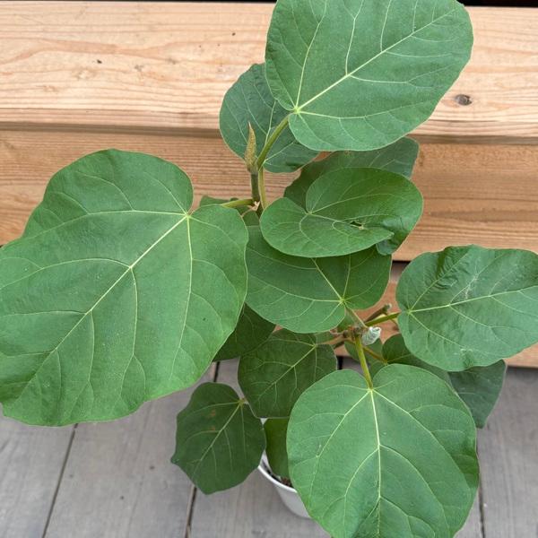 観葉植物：フィカス エベレスト*6号 プラポット : 遊恵盆栽 Yahoo!店