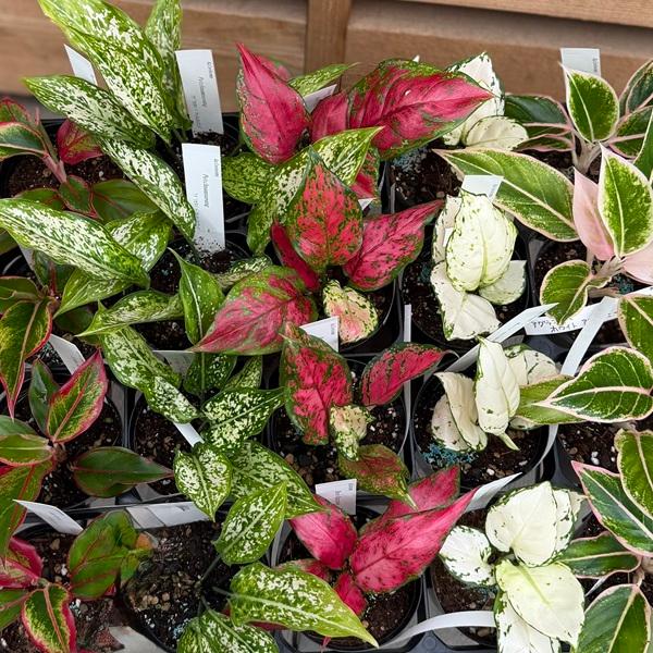アグラオネマ 3株セット 観葉植物：品種選べる アグラオネマ *3号 Aglaonema : 遊恵盆栽 Yahoo