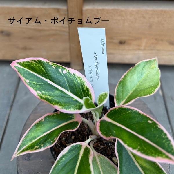 観葉植物：品種選べる アグラオネマ *3号 Aglaonema : 遊恵盆栽 Yahoo