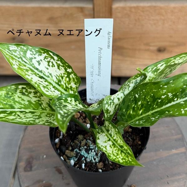 観葉植物：品種選べる アグラオネマ *3号 Aglaonema : 遊恵盆栽 Yahoo
