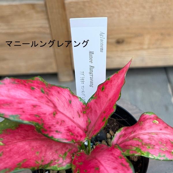 観葉植物：品種選べる アグラオネマ *3号 Aglaonema : 遊恵盆栽 Yahoo