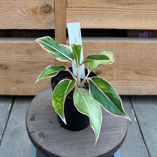 観葉植物：品種選べる アグラオネマ *3号 Aglaonema : 遊恵盆栽 Yahoo