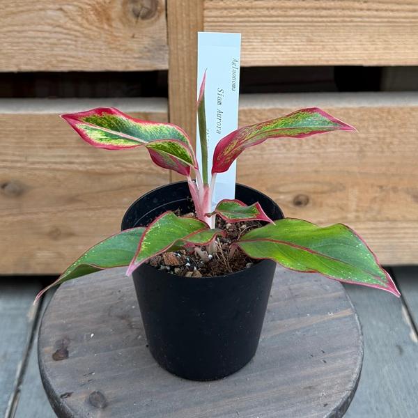 観葉植物：品種選べる アグラオネマ *3号 Aglaonema : 遊恵盆栽 Yahoo
