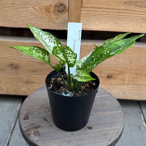 観葉植物：品種選べる アグラオネマ *3号 Aglaonema : 遊恵盆栽 Yahoo